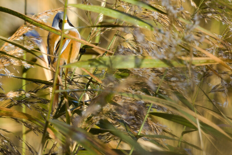 Panure à moustaches mâle